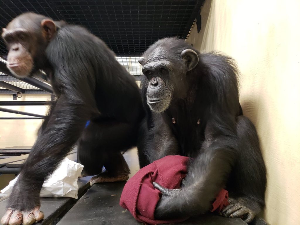 Chimpanzees Harriett and Betty inside their villa at Project Chimps