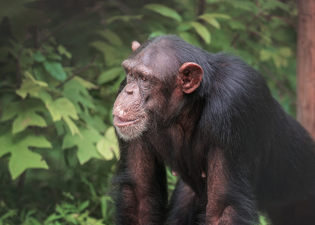 Chimpanzee Harriett outdoors at Project Chimps