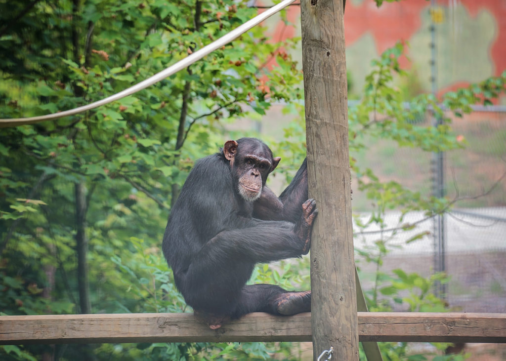 Chimpanzee Harriett outdoors at Project Chimps