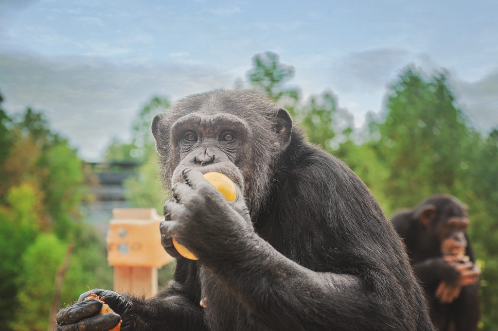 Chimp Jamie eats oranges. 