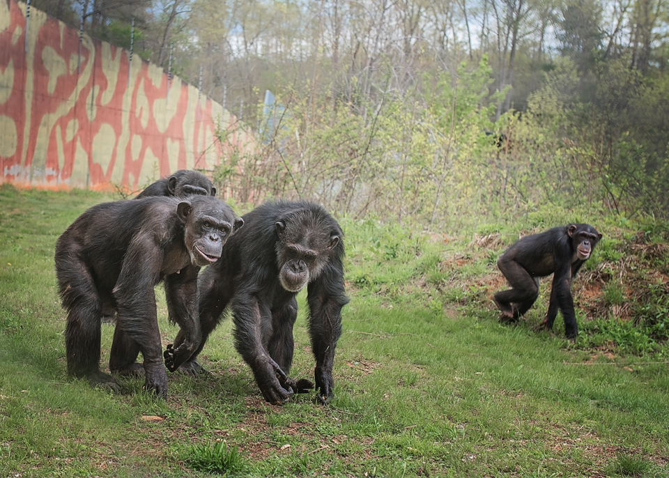 Four chimps explore the outside habitat.