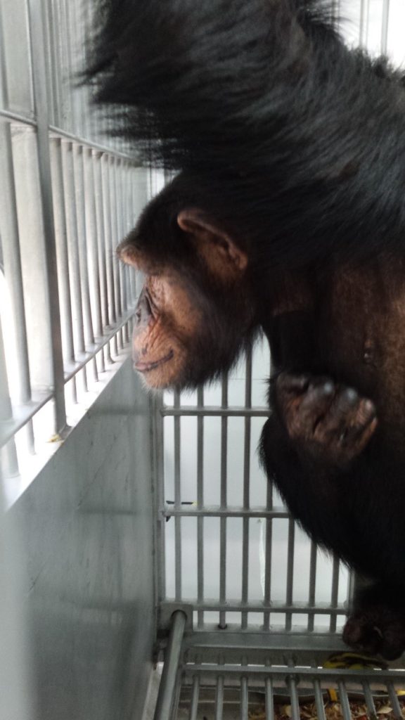 Jennifer Chimp looks out the bars of her transport cage.