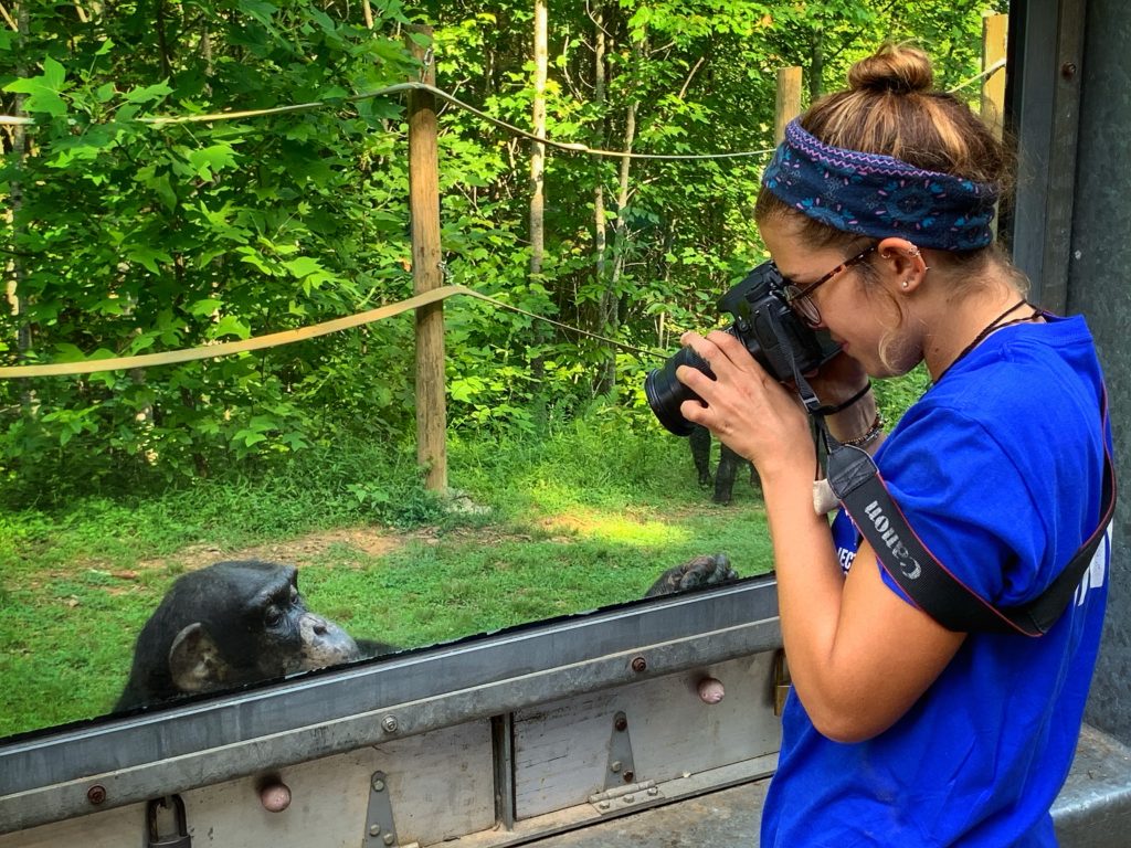 Intern Charli taking a photo at a viewing window of a chimpanzee.