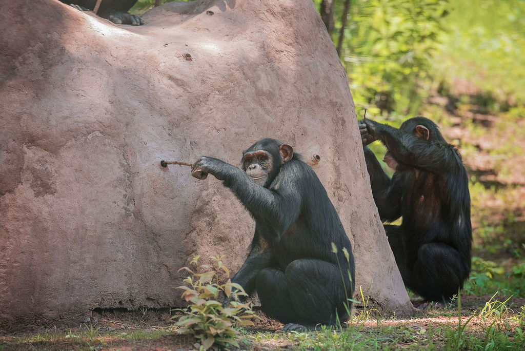 Amy tries out the new mock termite mound with other members of her social group. The termite mound promotes the chimps natural tool use behaviors.