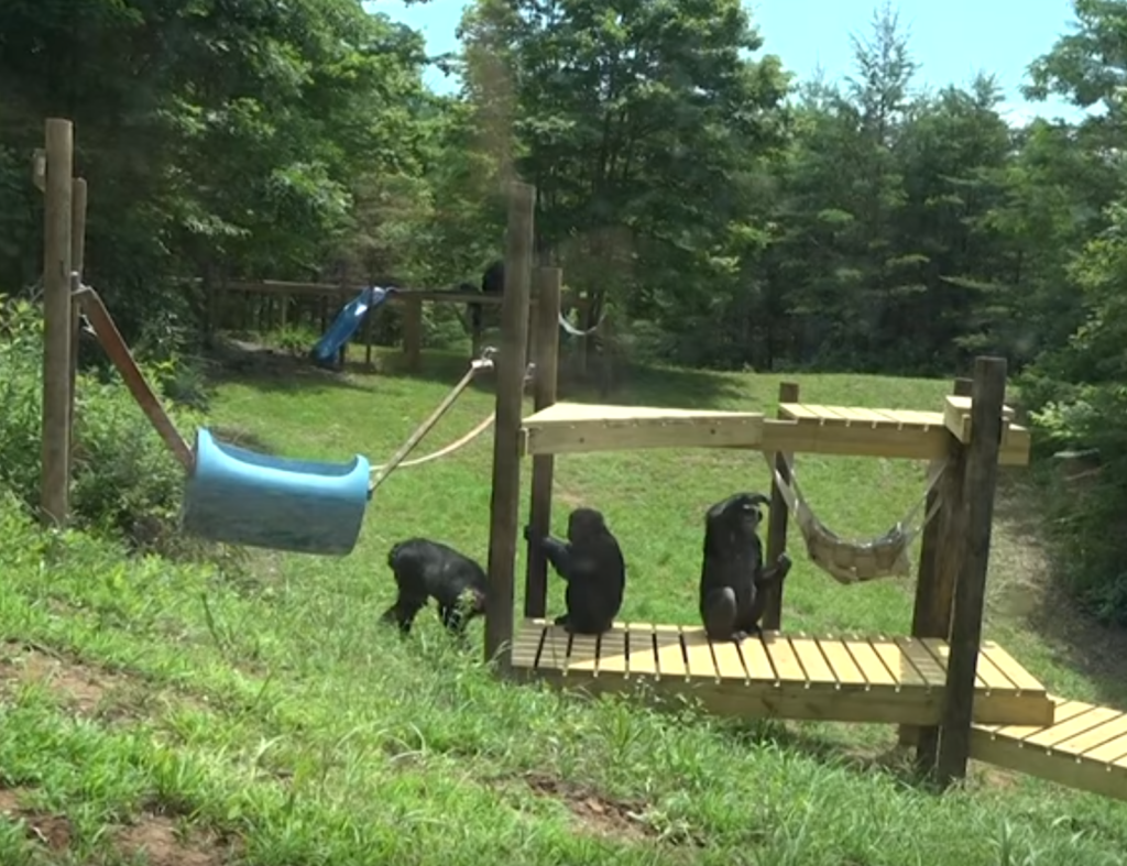Three chimps climb on an outdoor structure