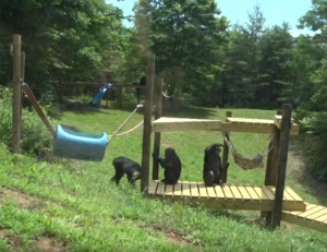 Three chimps climb on an outdoor structure