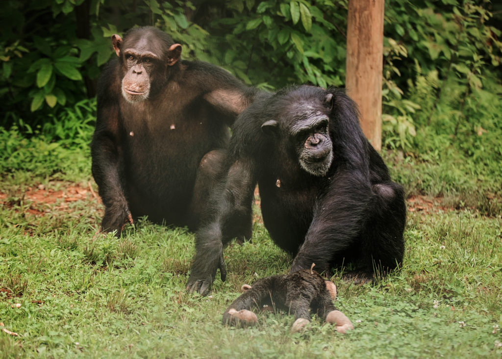 Harriett and Betty at Project Chimps