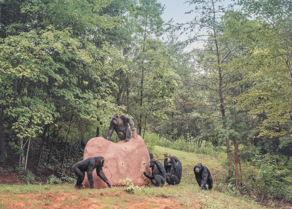 Six female chimpanzees hone their tool use skills on a mock termite mound in the Project Chimps sanctuary. Photo by Crystal Alba﻿