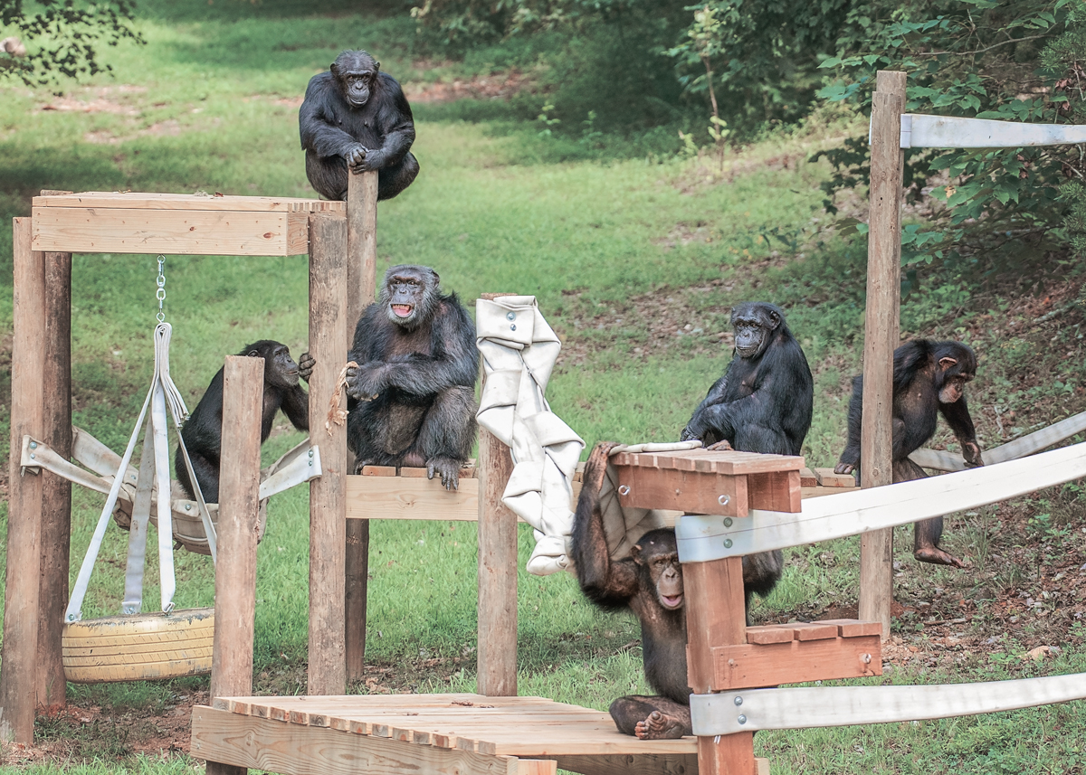 Group of six chimpanzees sitting on a wood climbing structure outdoors