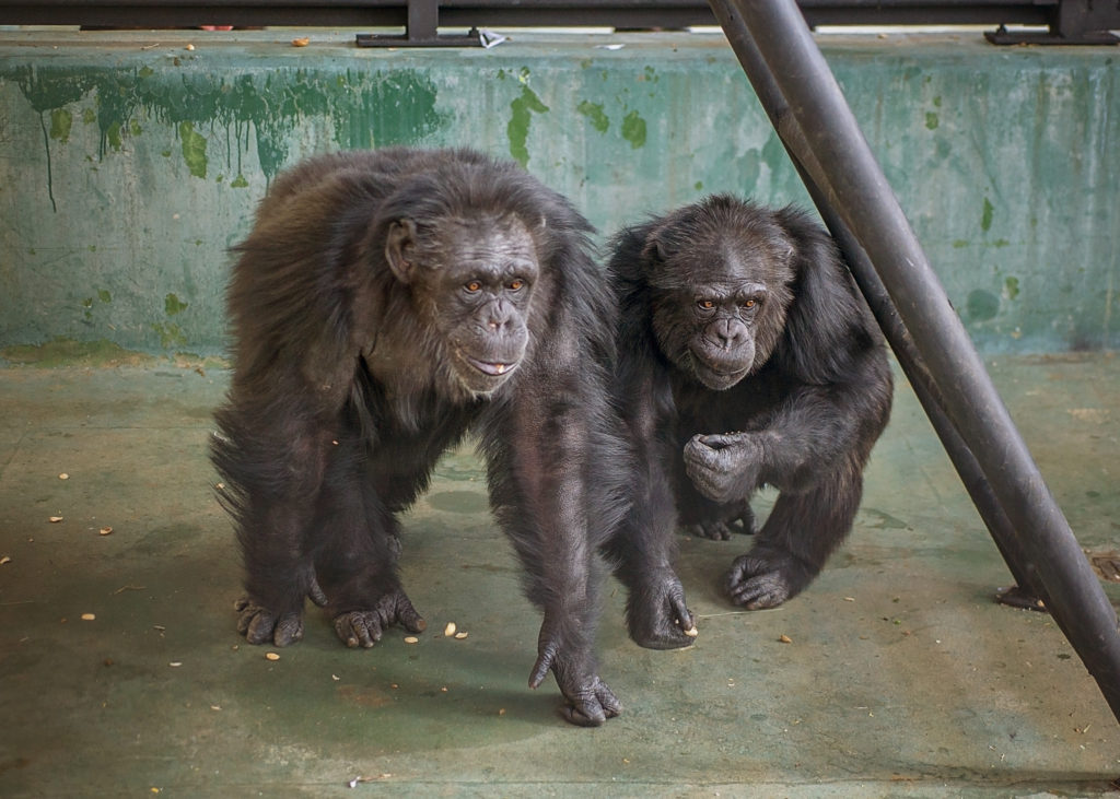 Chimps Babs and Sky inside their villa