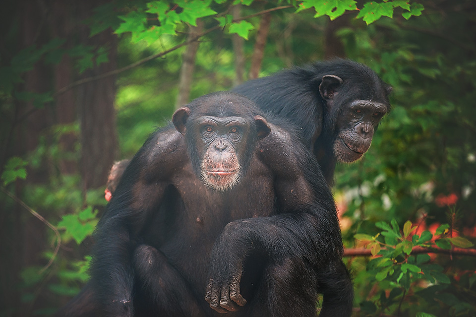 Chimps Harley and Almasi sitting in a lush forest