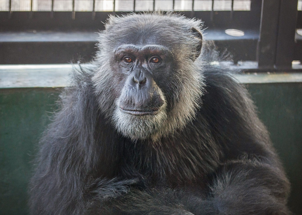Chimpanzee Kareem