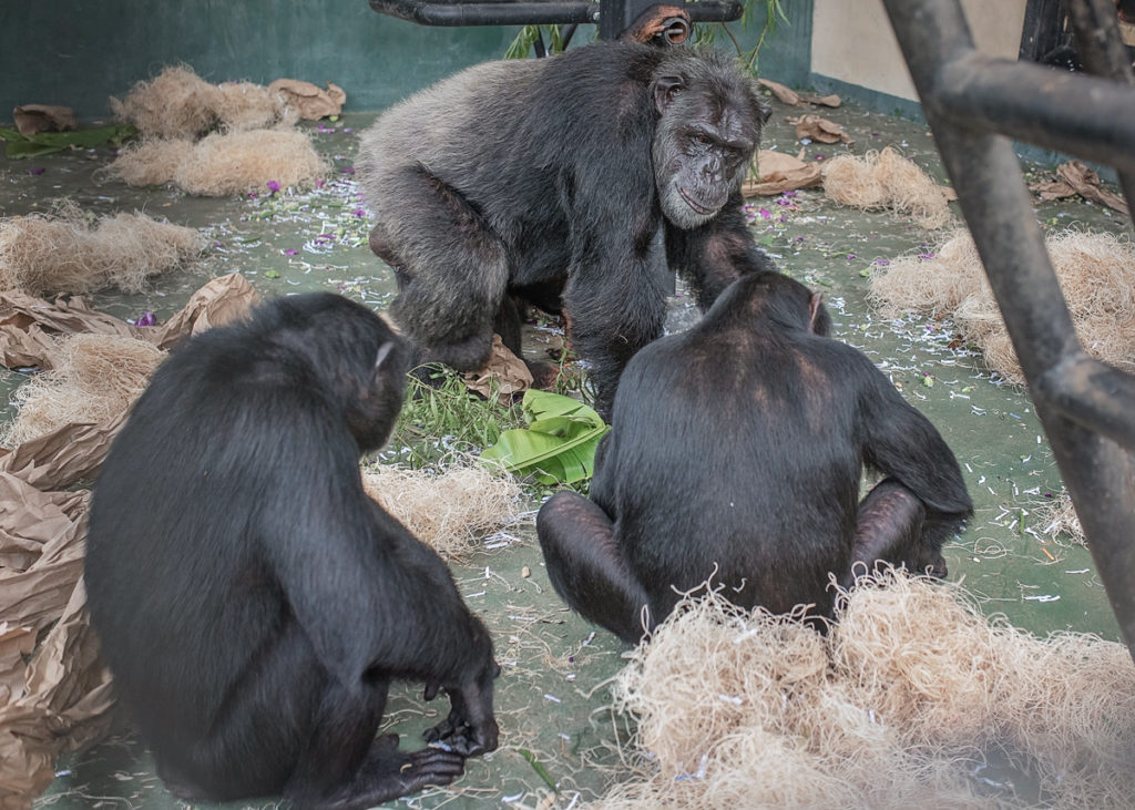 Male and female chimps play in their villa