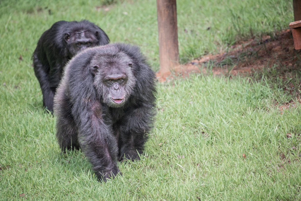 Two chimps ambulating through the grass