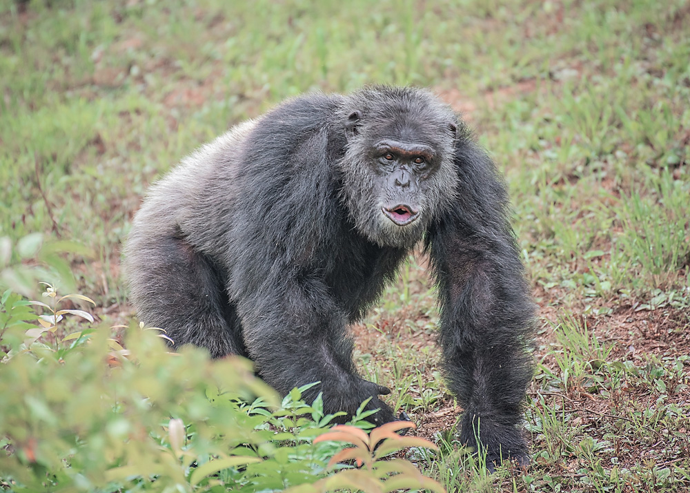 Chimpanzee Kareem walking on grass