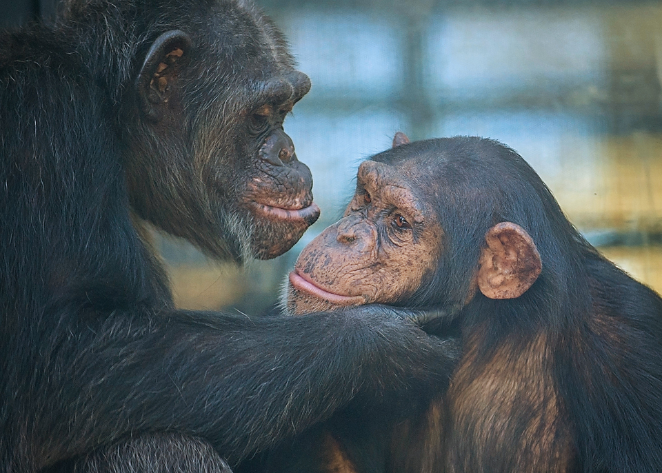 Chimpanzee LB grooms chimpanzee Amy