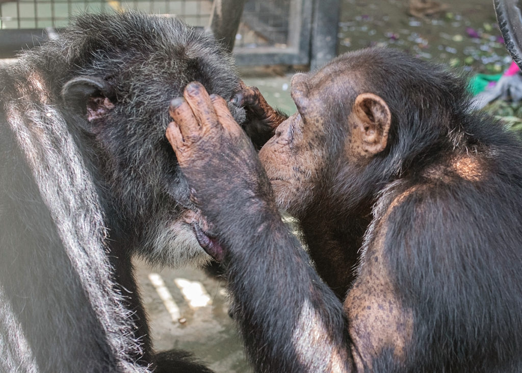 Male and female chimpanzee grooming indoors
