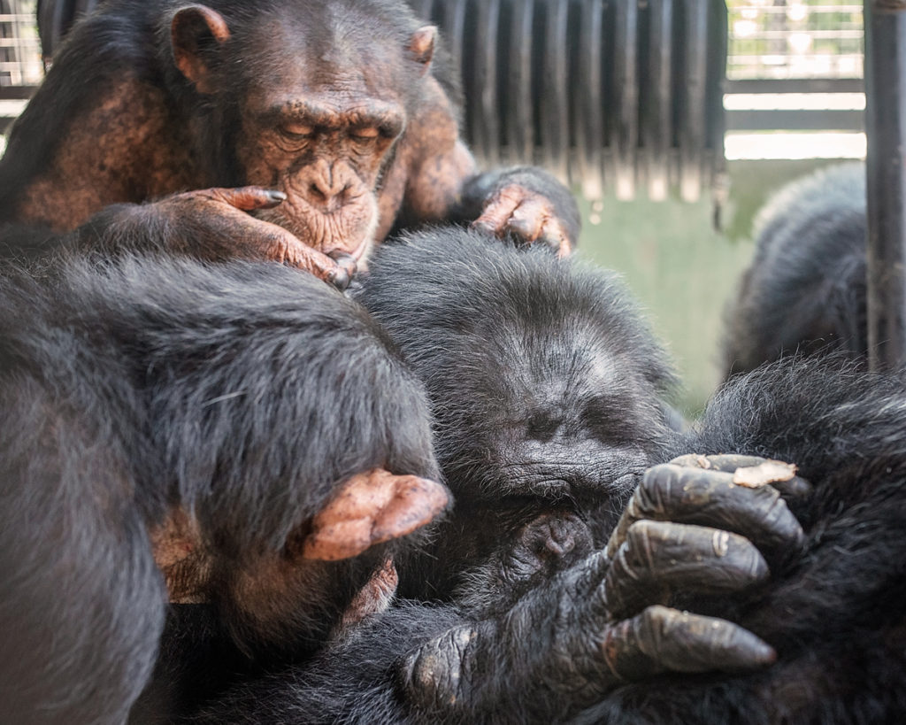 Three chimps grooming one another