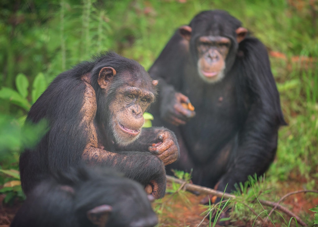 Chimpanzees Noel and Loretta foraging outdoors