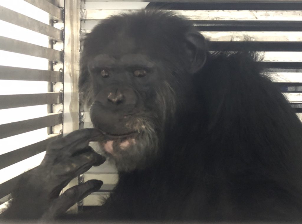 Chimpanzee Alex sits inside a metal transport cart