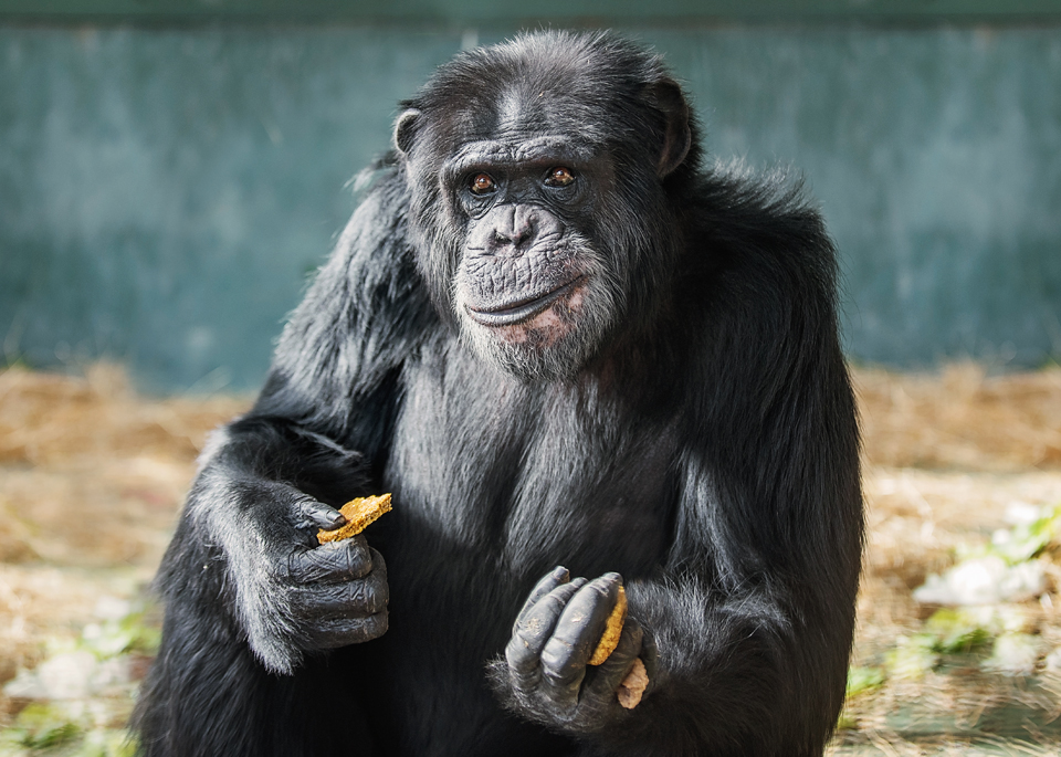 Chimpanzee Alex sitting indoors and holding biscuits in his hands