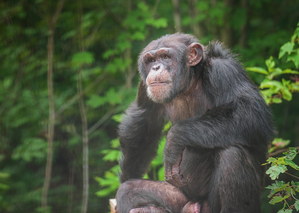 Former research chimpanzee Hercules with trees behind him