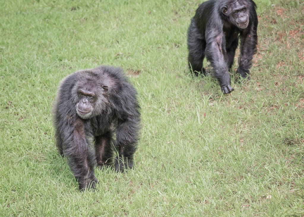 Chimpanzees Kareem and Babs crossing a grassy field
