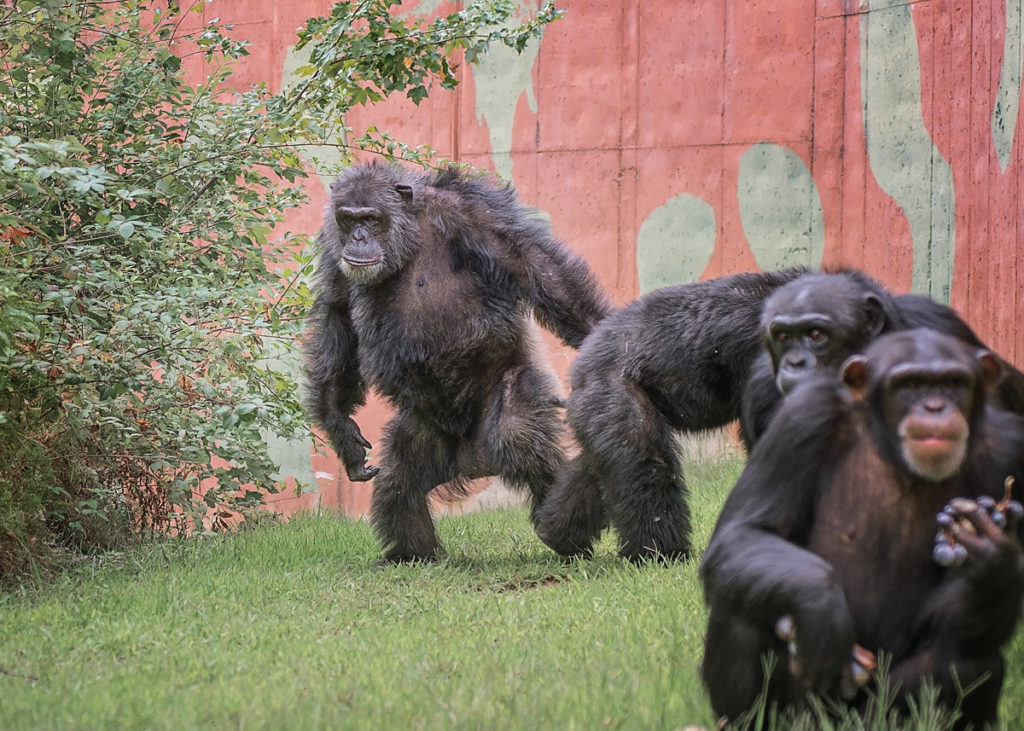 Four chimpanzees standing and sitting on grass inside their walled habitat