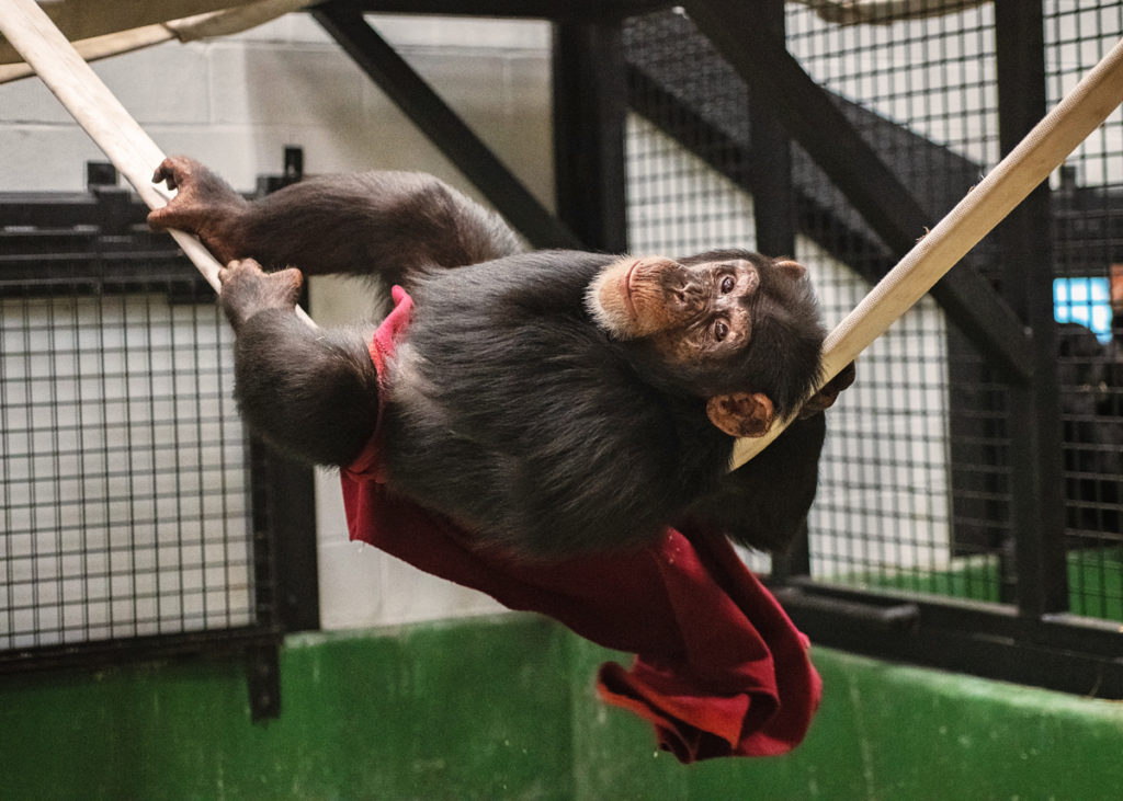 Chimpanzee Loretta reclining on her back on a fire hose rope with a red blanket under her back in Project Chimps new chateau for research chimps