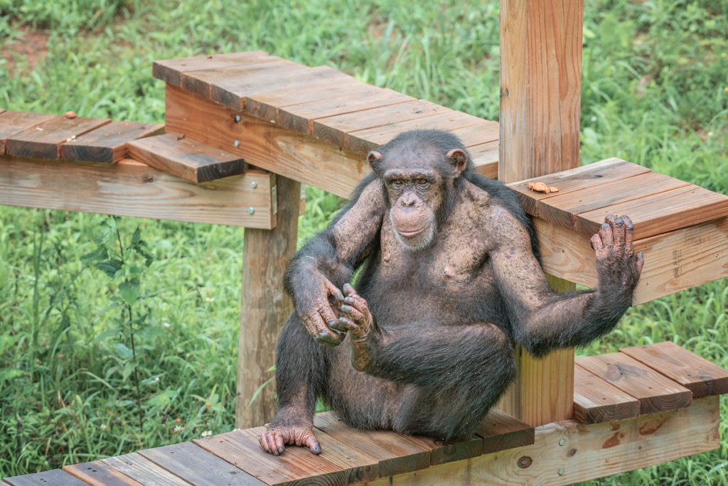 Former research chimpanzee Noel reclining on a wooden climbing structure outdoors