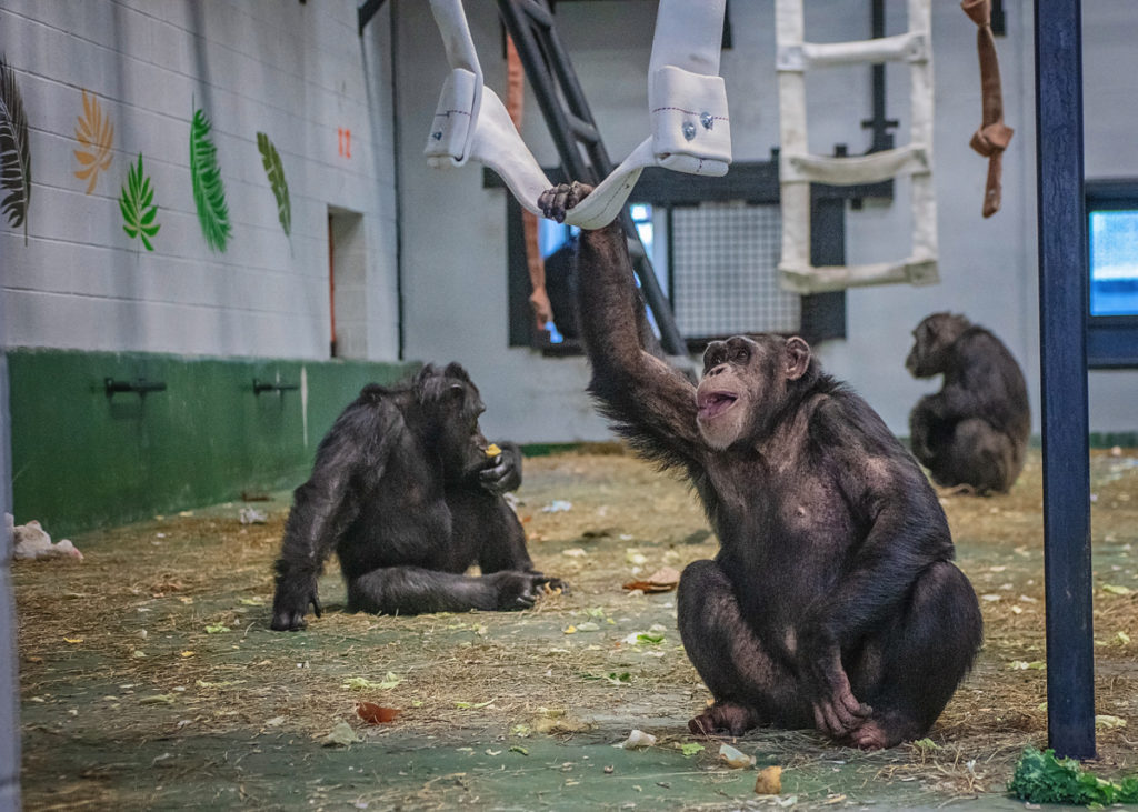 Three chimpanzees sit on the floor in Project Chimps new chateau for research chimps. The large playroom hung with fire hose ropes and ladders