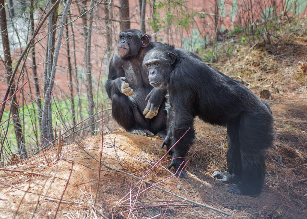 Two female chimpanzees, Sky and Harley, standing at the edge of the forest inside their outdoor habitat