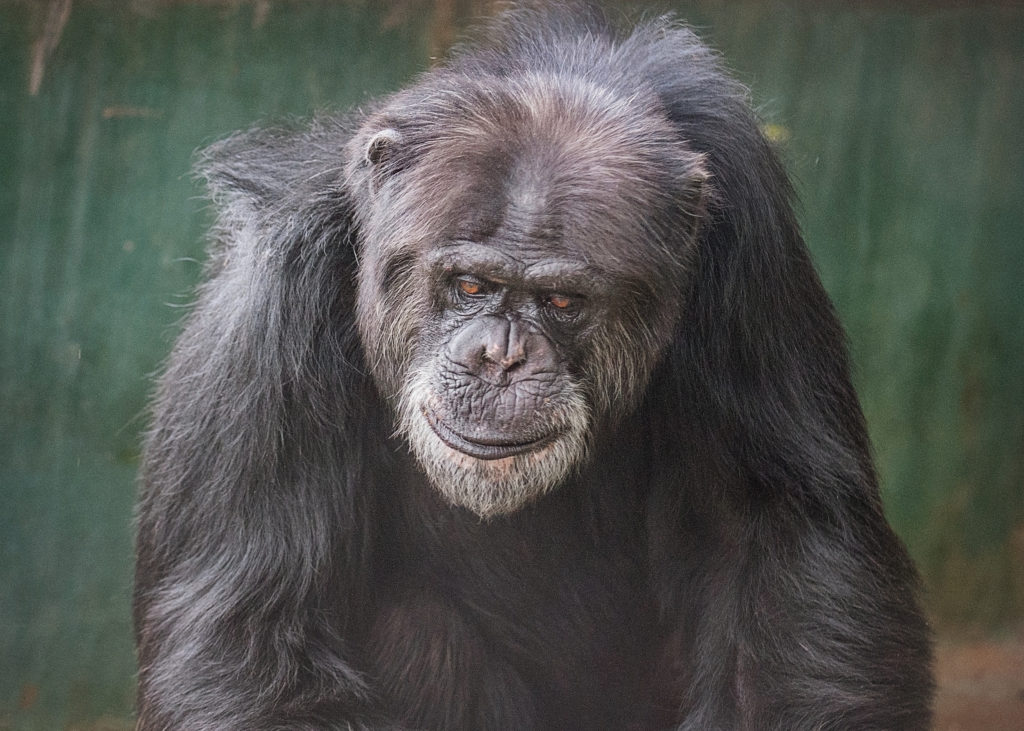 Former research chimpanzee Alex