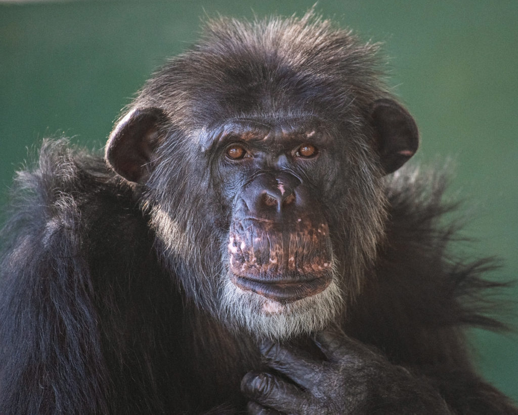 Chimpanzee Armond facing the camera at Project Chimps