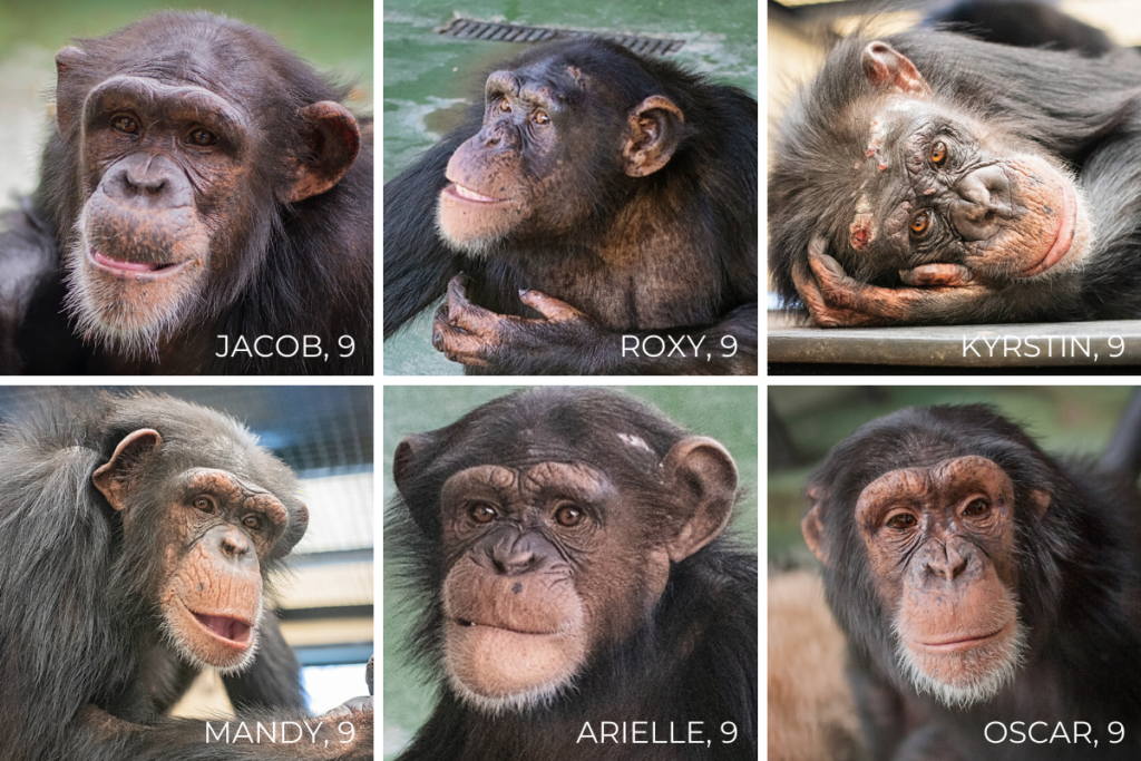 Faces of six former research chimpanzees