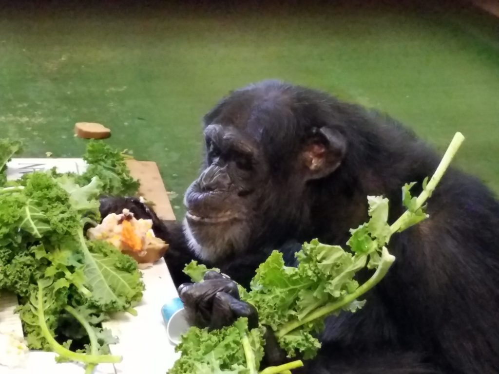 Chimpanzee Justin eating at a table covered in kale at Project Chimps