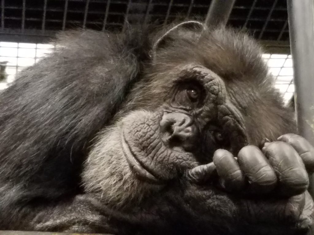 Close up of chimpanzee Kirk laying down at Project Chimps