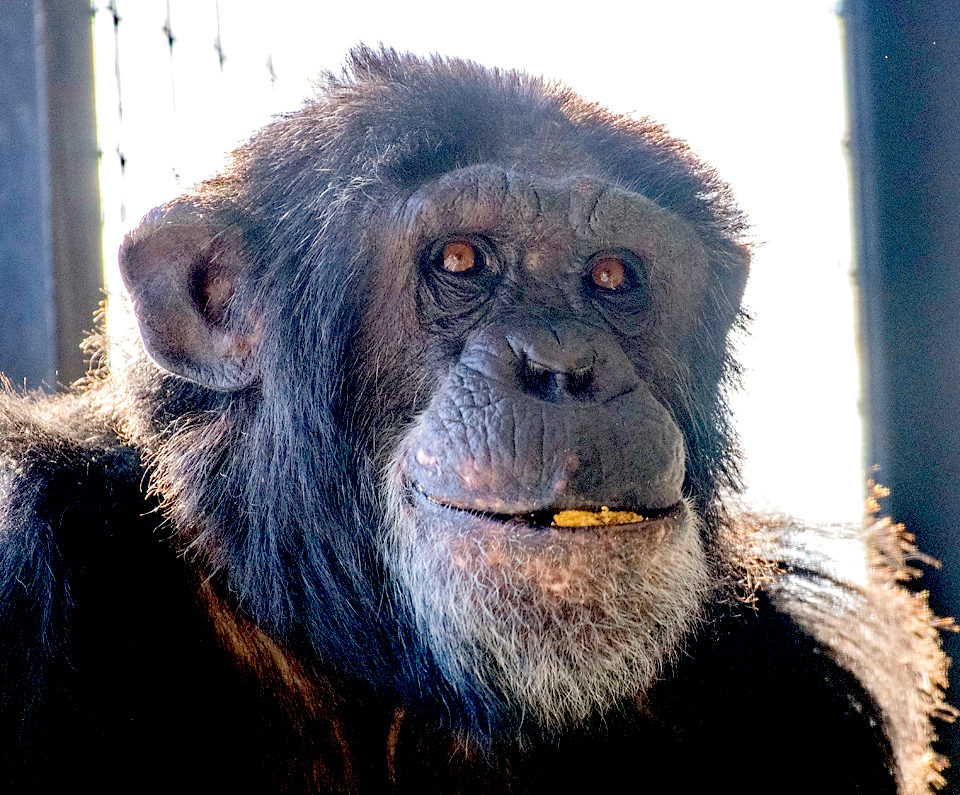 Chimpanzee Luke at Project Chimps