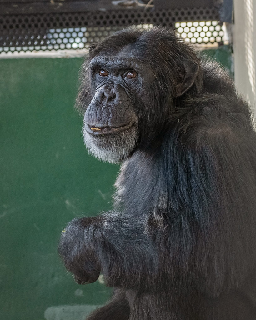 Chimpanzee Maverick at Project Chimps