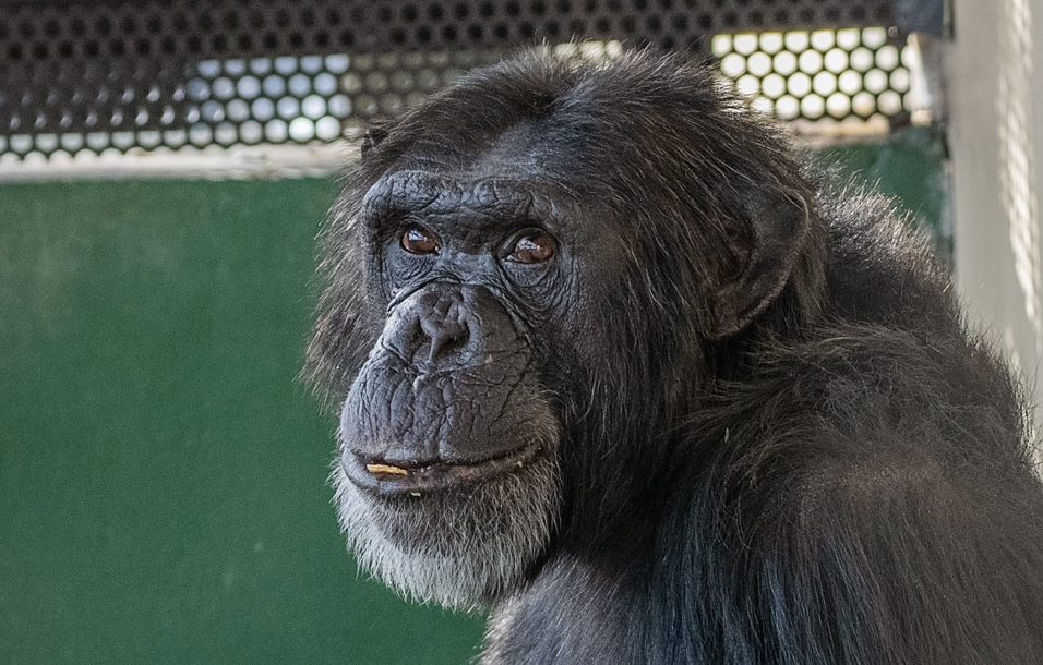 Chimpanzee Maverick at Project Chimps