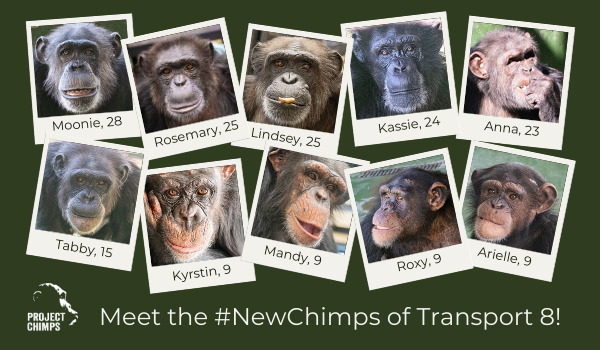 Photo collage of ten female chimpanzees