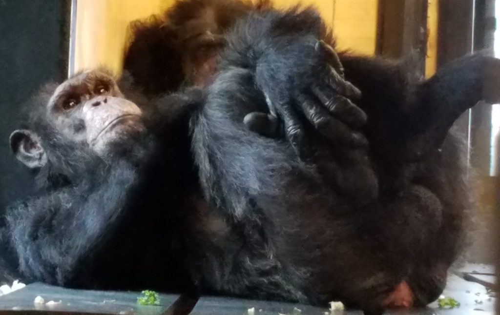 Chimpanzee Neal laying on his back at Project Chimps