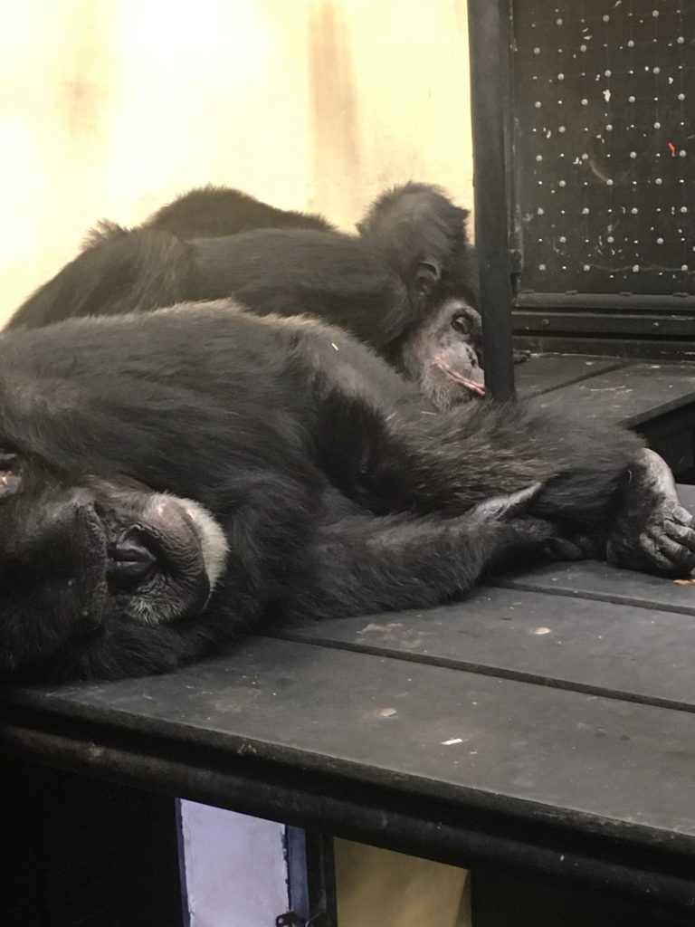 Three chimpanzees napping on a deck inside their chimp house at Project Chimps