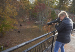 Annemarie Hoffman photographing chimpanzees