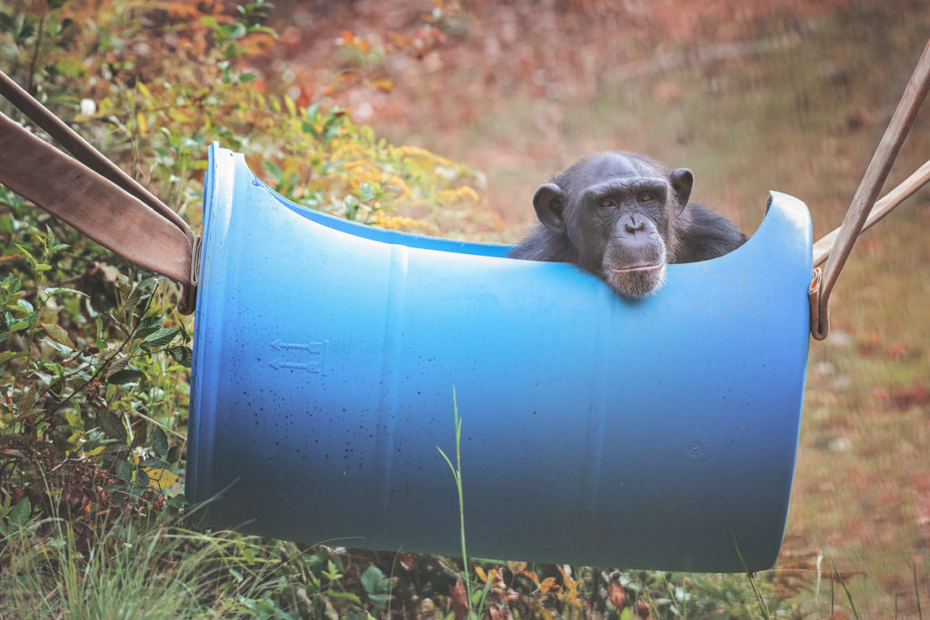chimp sits in a blue hanging barrel