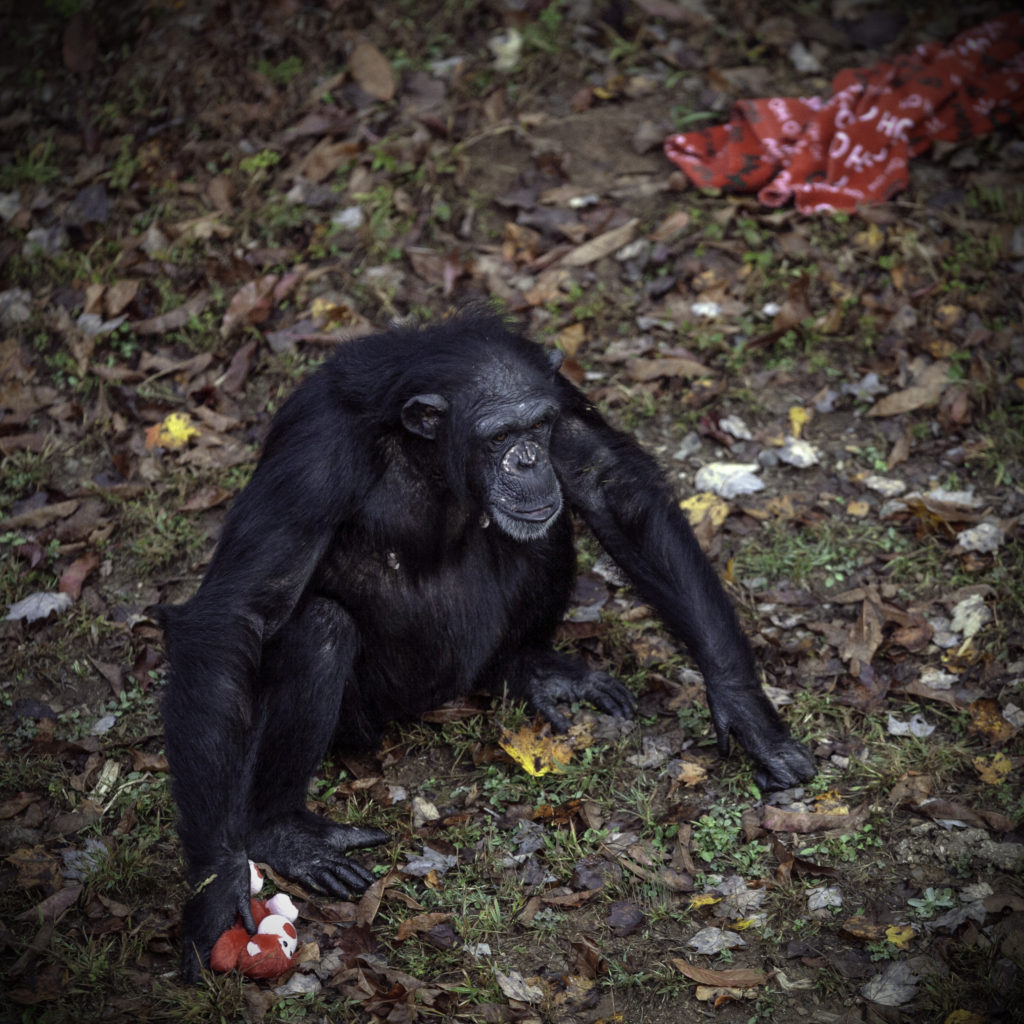 Chimpanzee Betty holding red plush toy with red blanket nearby