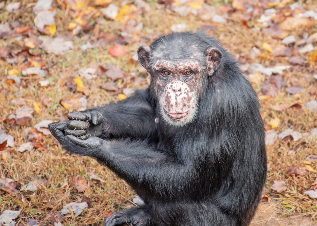 Chimpanzee Lucky sitting among fallen leaves
