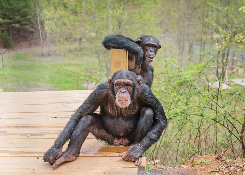 Two chimps sitting outdoors on the edge of a wooden deck