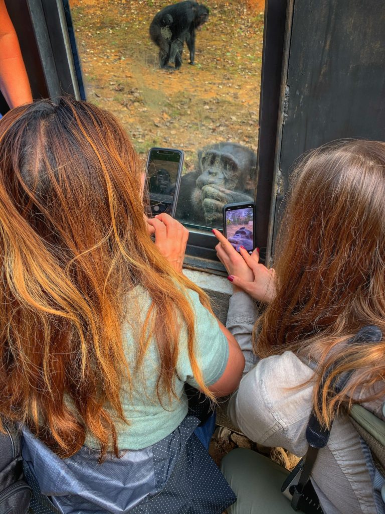 Chimpanzee Jacob looking at two women through an outdoor window