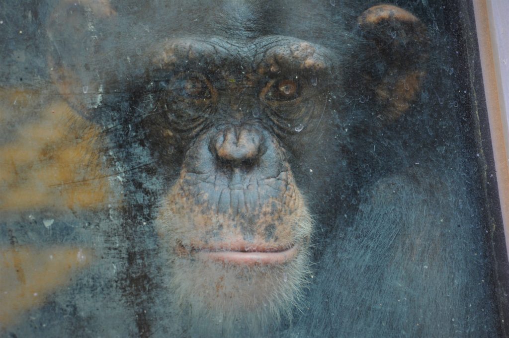 Chimpanzee Haylee looking out a window